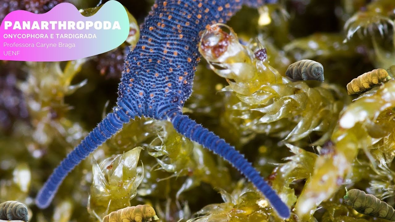 Panarthropoda: Tard&iacute;grada e Onycophora