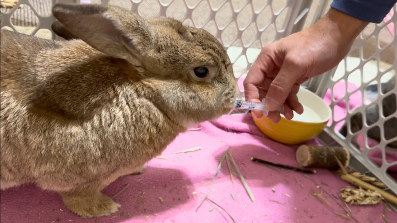 Injured Pet Rabbit Manages Incredible Escape! 🐰