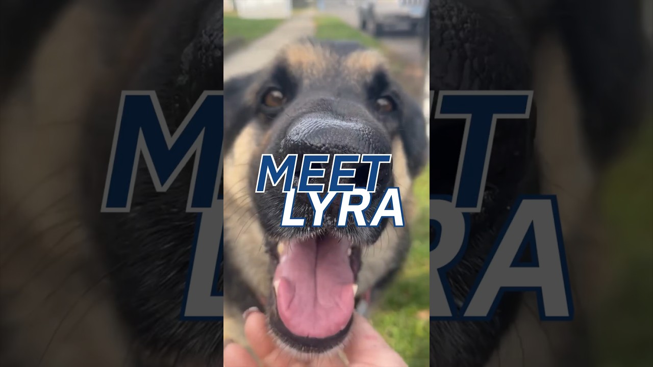 Veterinarian&rsquo;s Dog&rsquo;s Cruciate Injury and Stem Cell Therapy | Before & After #veterinary #dog #pets