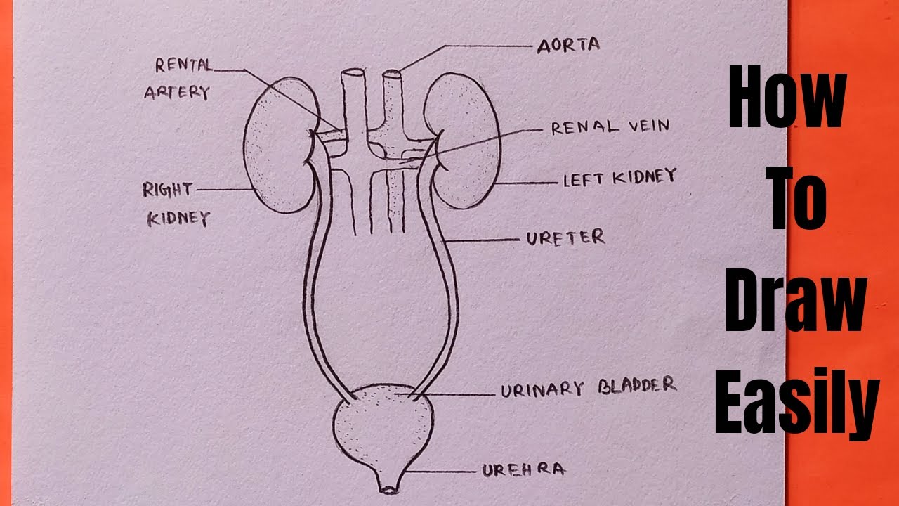 How to draw human excretory system for beginners step by step in 5 minutes