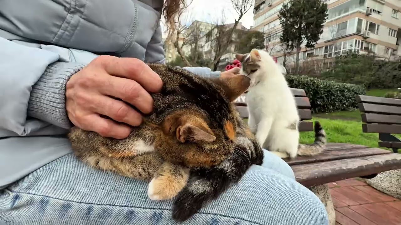 This Park is Full of Love! Meeting Friendly Stray Cats 😻