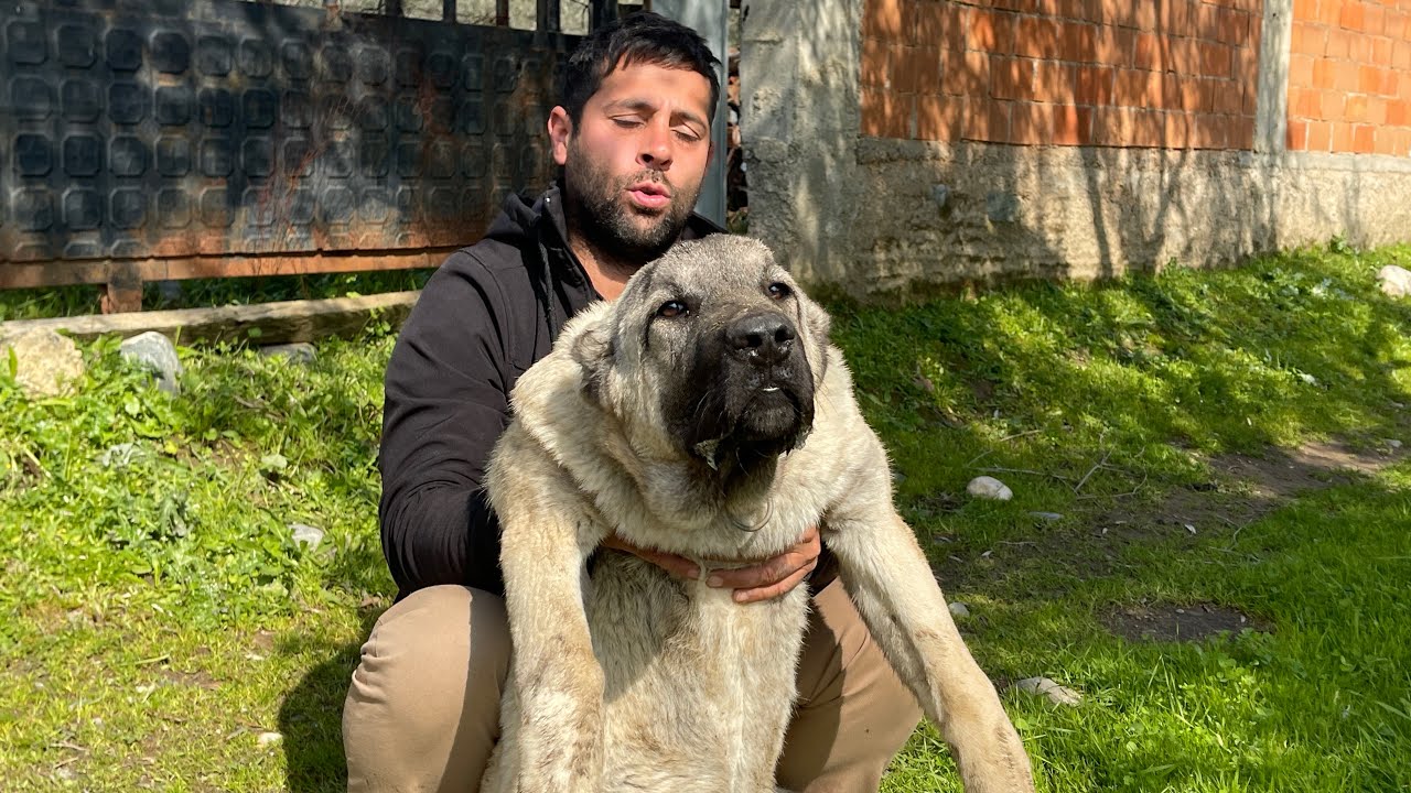 100.000 EURO DEĞERİNDEKİ KÖPEĞİN YAVRUSUNU ALDIK !