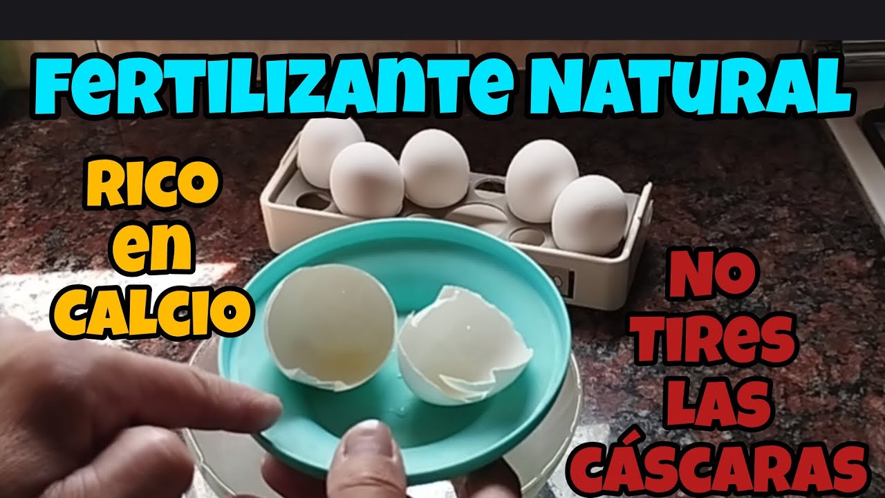 3 Formas de aportar Calcio a tus plantas con cáscaras de Huevo. 