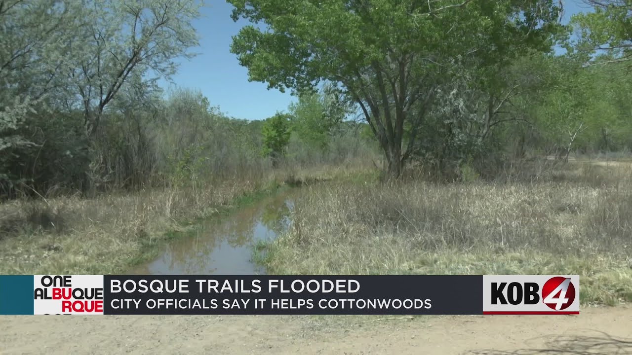 Rio Grande water levels reach 4-year high, flooding trails