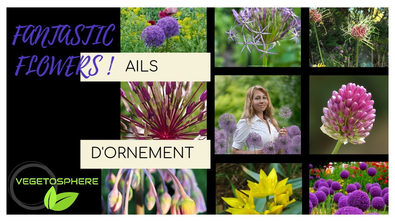 Les ails d'ornement, les ails à fleurs, les aulx