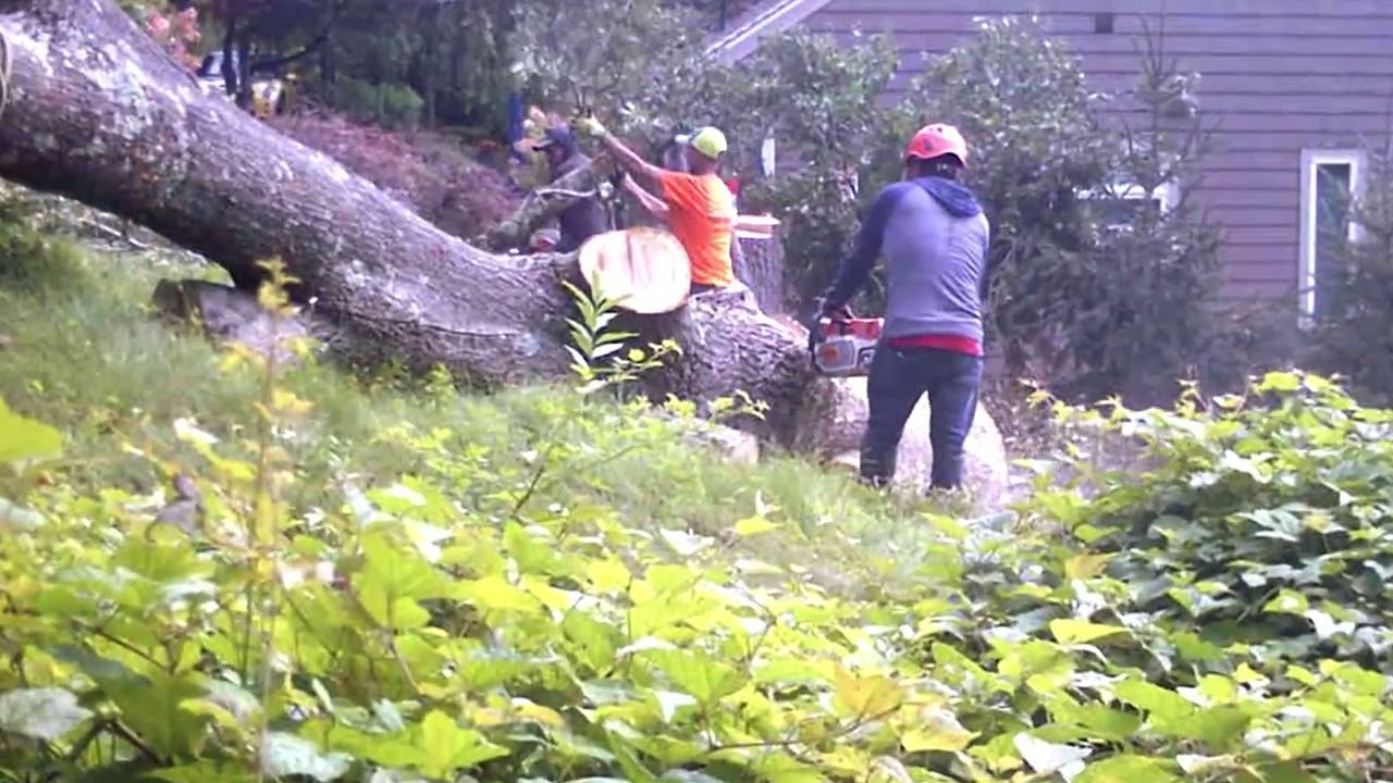 Evarts Tree Service Part 9F #treebiz #treecutting #arblife