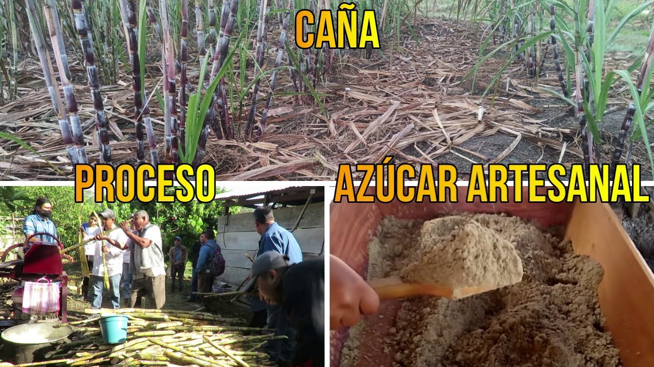 👨‍🌾¡AZÚCAR ARTESANAL!, Así se produce AZÚCAR ARTESANAL Paso a paso