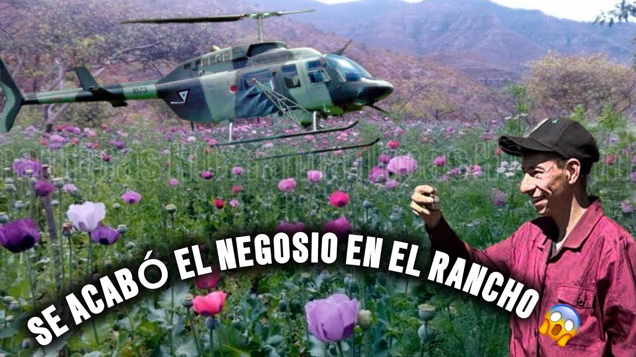 HELICÓPTEROS ACABAN CON LAS SIEMBRAS DE AMAPOLA 😱