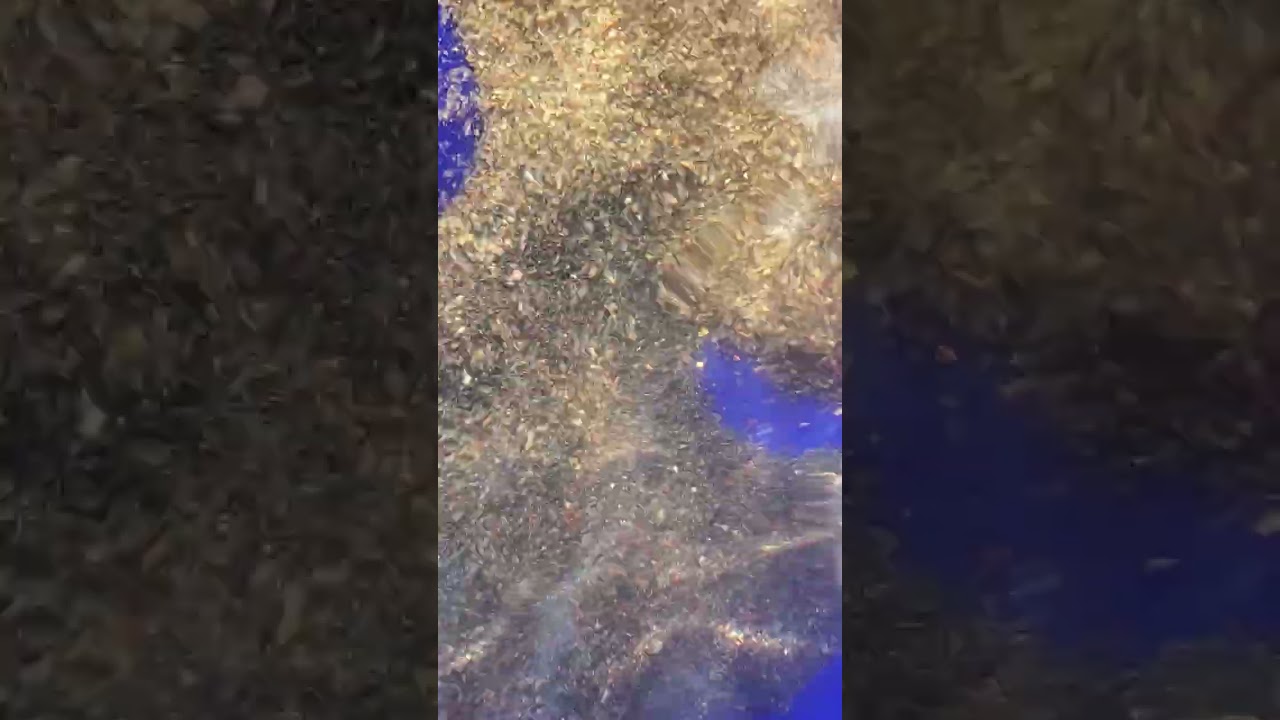 Fine Gold Recovery with the BLUE BOWL  RPE Sluise Cons #youtubeshorts #prospecting  #ibpc