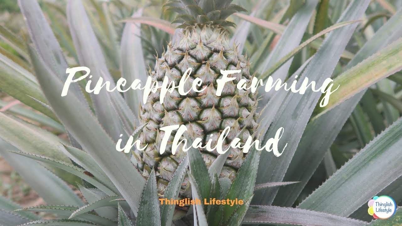 How Pineapples Grow - Pineapple Farming in Thailand with Thinglish Lifestyle