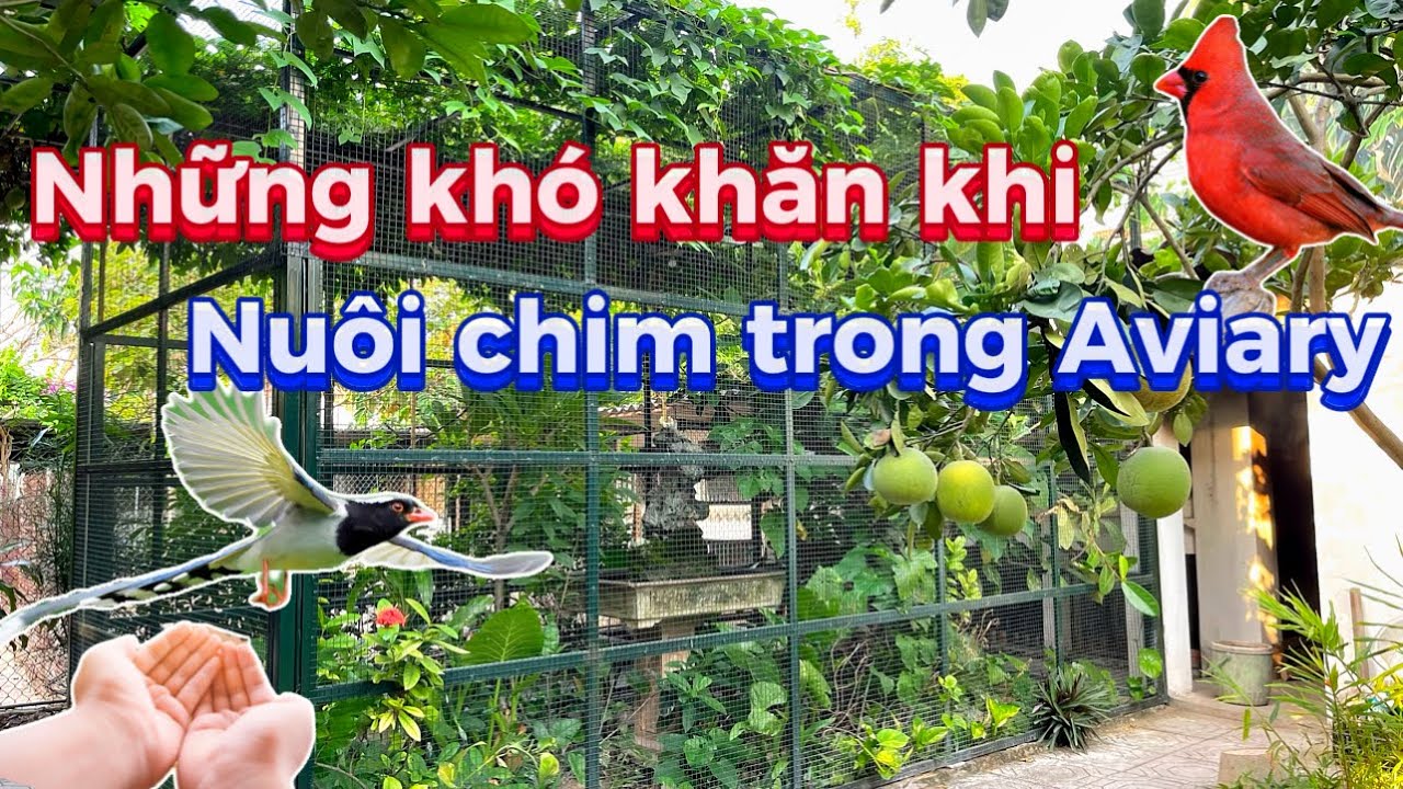Những vấn đề quan trọng khi Chọn - Nuôi - Thả Chim Cảnh trong Aviary và Giải Pháp || Đạt Bird TV
