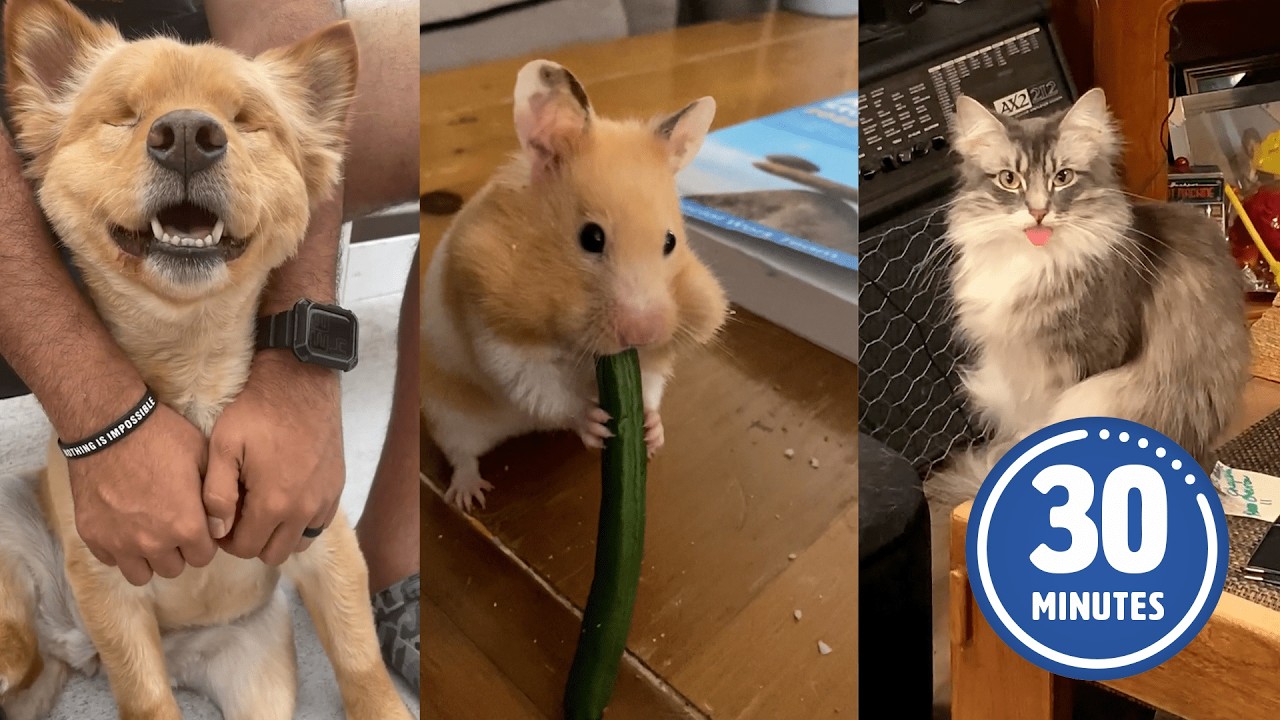 FUNNY Pets | Hilarious Animals Compilation 2025