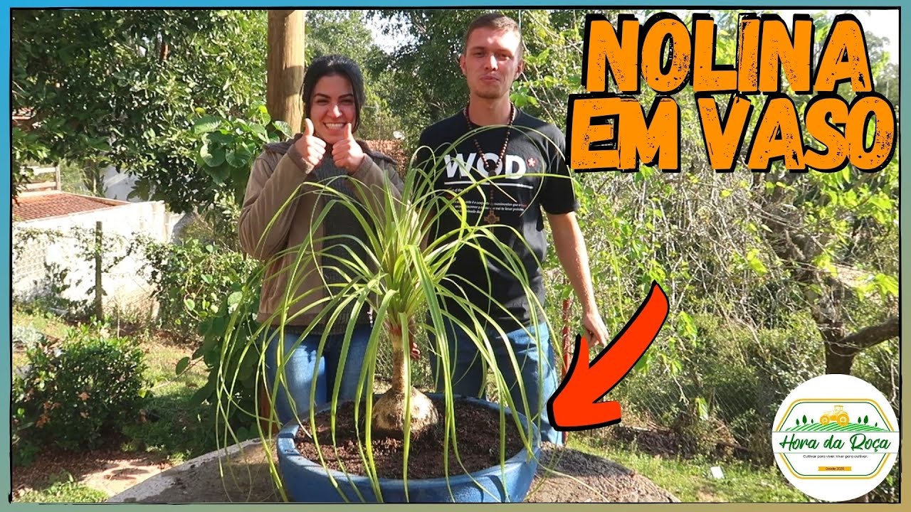 Como plantar PATA-DE-ELEFANTE no vaso | RÁPIDO E FÁCIL