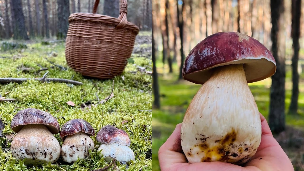 PRIMEROS BOLETUS PINICOLAS 2025 (PINOPHILUS) SORIA (24/5/2025) 🍄‍🟫😃
