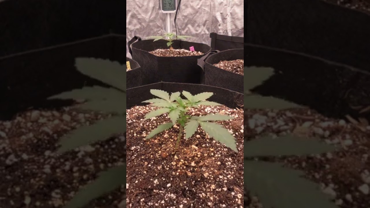 Autoflower Time Lapse Day 15-21 #shorts