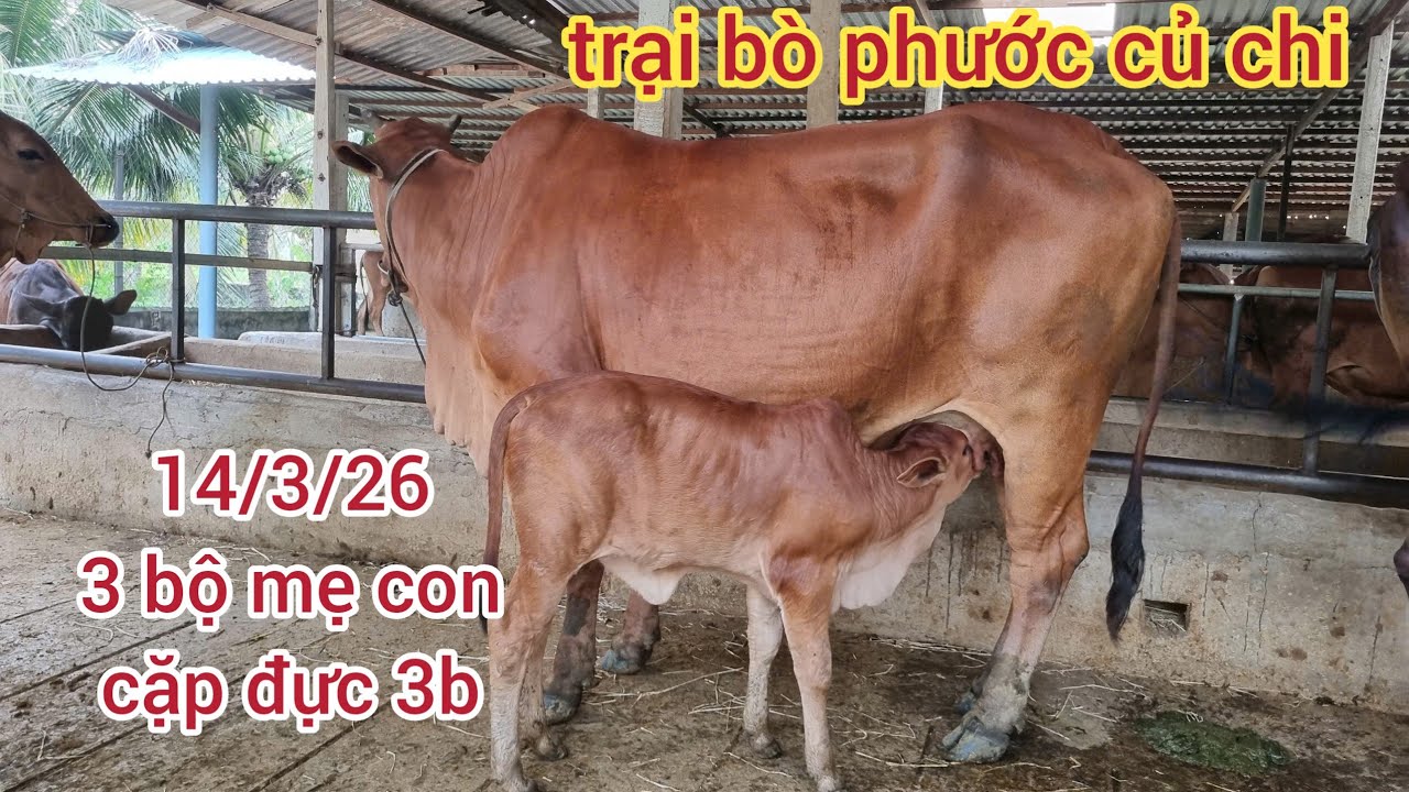 14/3/26:  3 bộ mẹ con: 21 & 36,5, 45...cặp đực 3b: 54,5..lh 0366407679