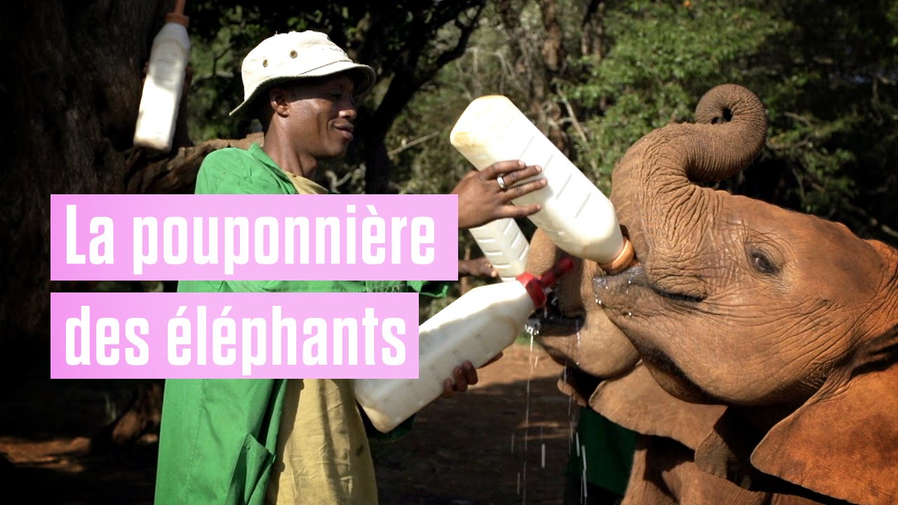 La pouponnière des éléphants