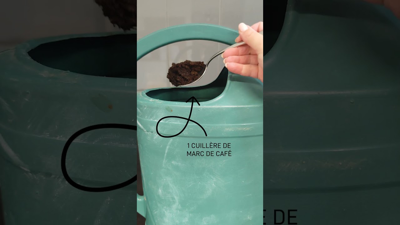 Comment faire un engrais naturel pour vos plantes ?