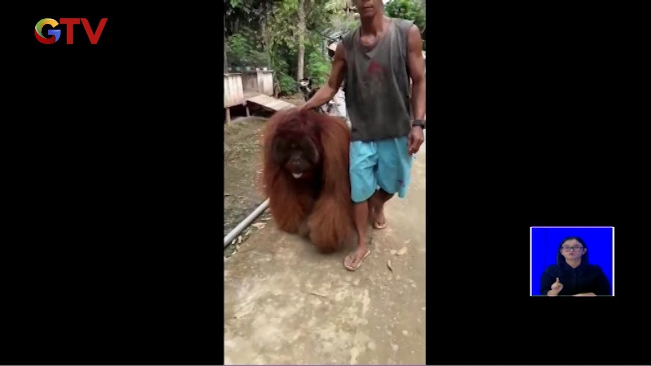 Viral! Orangutan Masuk Desa, Diduga Kelaparan dan Minta Makanan - BIS 10/06