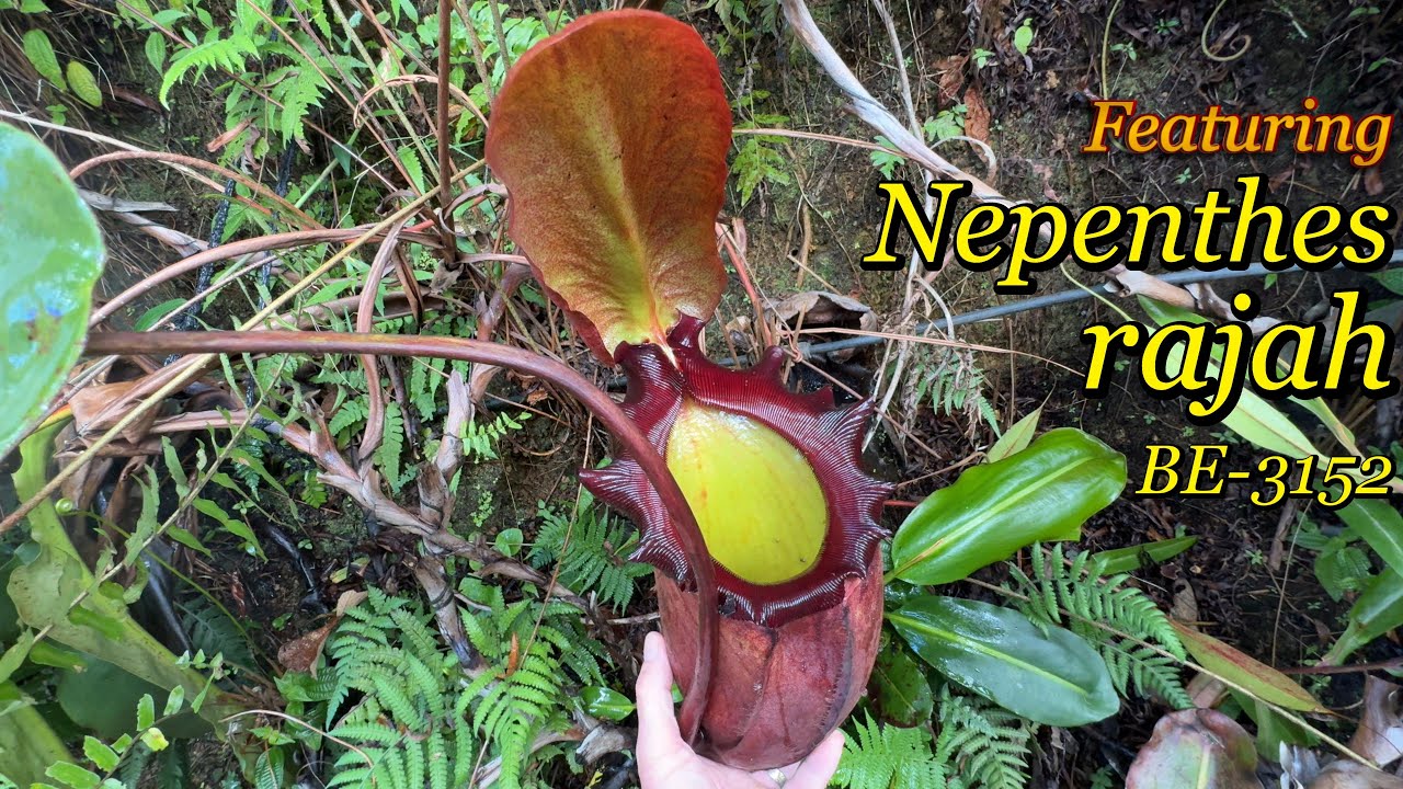 Featuring Nepenthes Rajah - BE-3152 | Growing outdoors