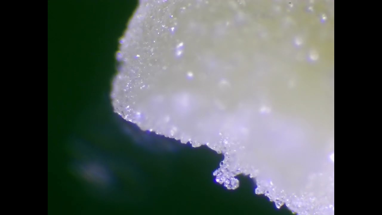PB crunch Rosin MICROSCOPIC REVIEW