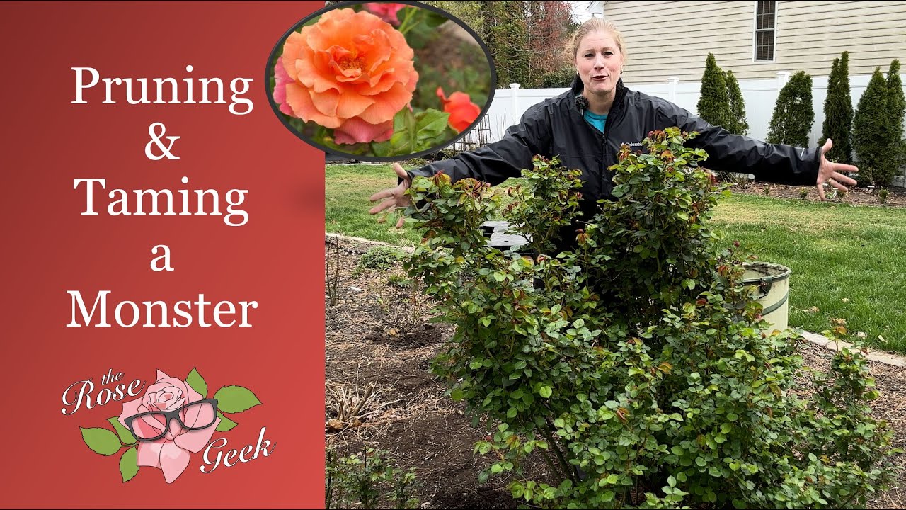 🌹 Taming a Monster | Pruning an Overgrown Rose | Easy Does It