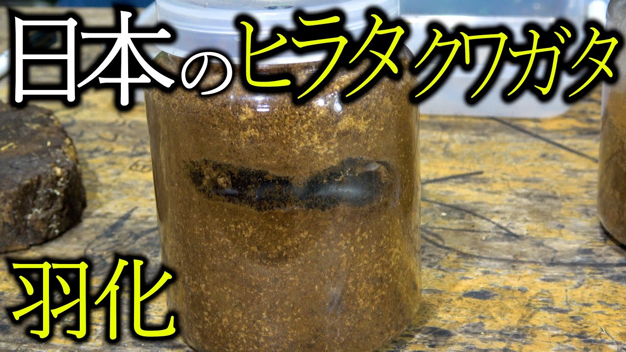 熊本のヒラタクワガタが羽化しました