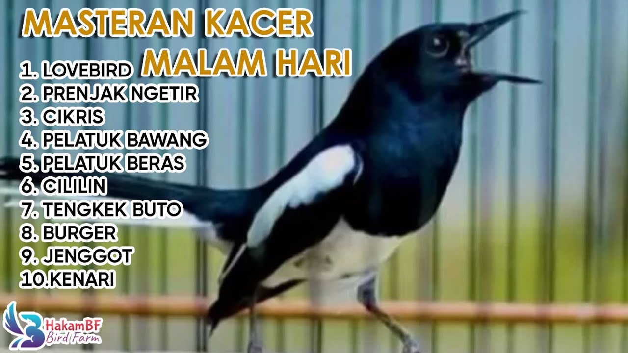 Masteran kacer malam hari #masterankacer