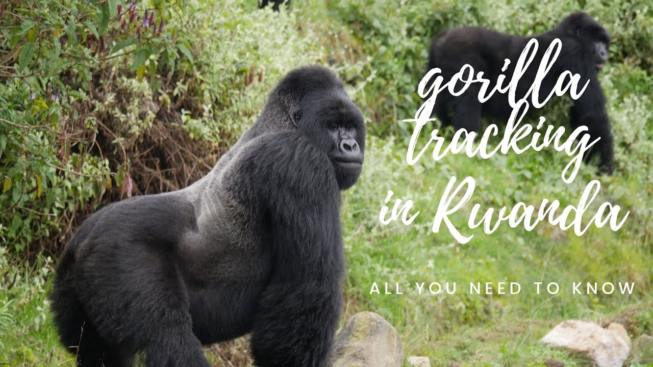 Gorilla Trekking in Rwanda - All You Need To Know