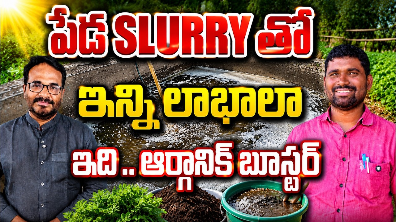Organic Farming లో Slurry ఎంత ఉపయోగకరం? పూర్తి వివరాలు | bhumiputhra telugu