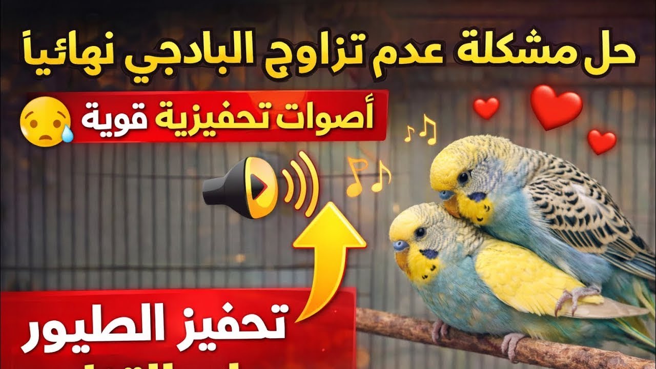 ساعة ⏰ صوت تجهيز تزاوج طيور 🐦 تحفيز البادجي على التزاوج /🔥✅أصوات البادجي+طائر الحب #طيور_صوت_الحب