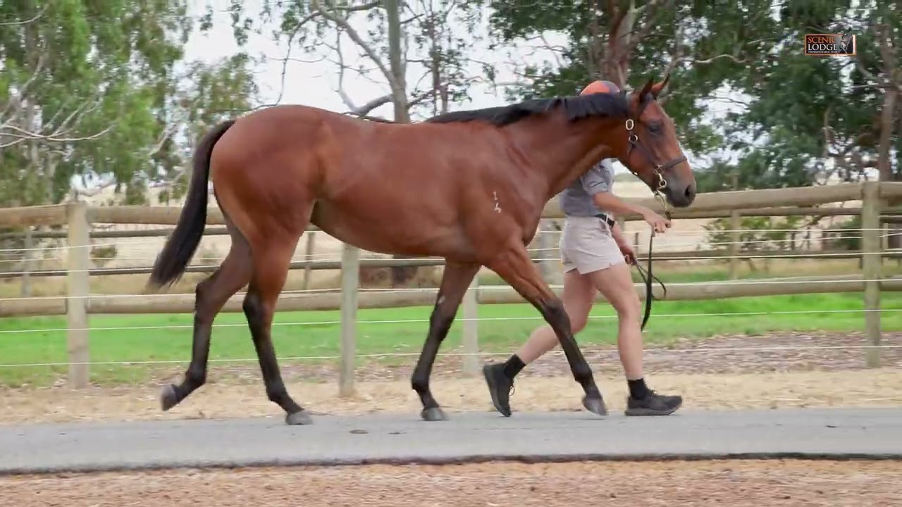 Lot 309 Universal Ruler x Adore Me Filly