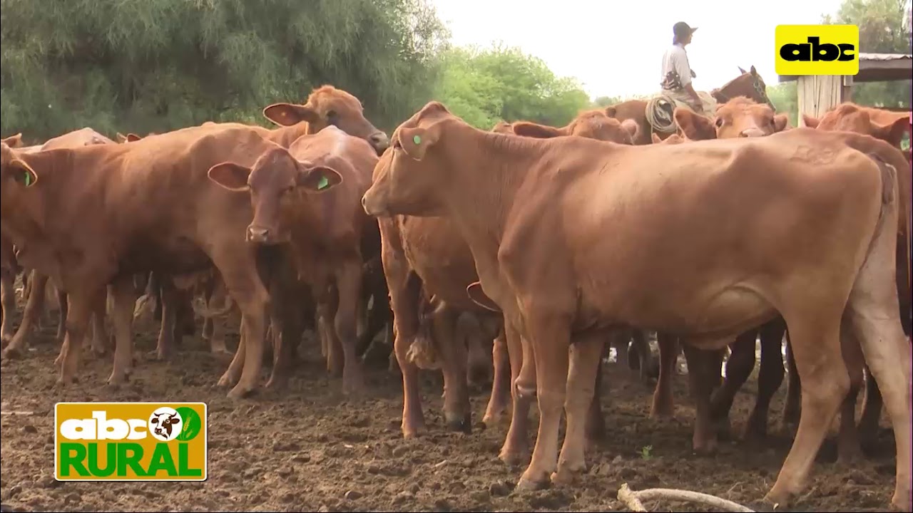 ABC Rural: Cría de ganado en el Chaco y desafíos durante la sequía