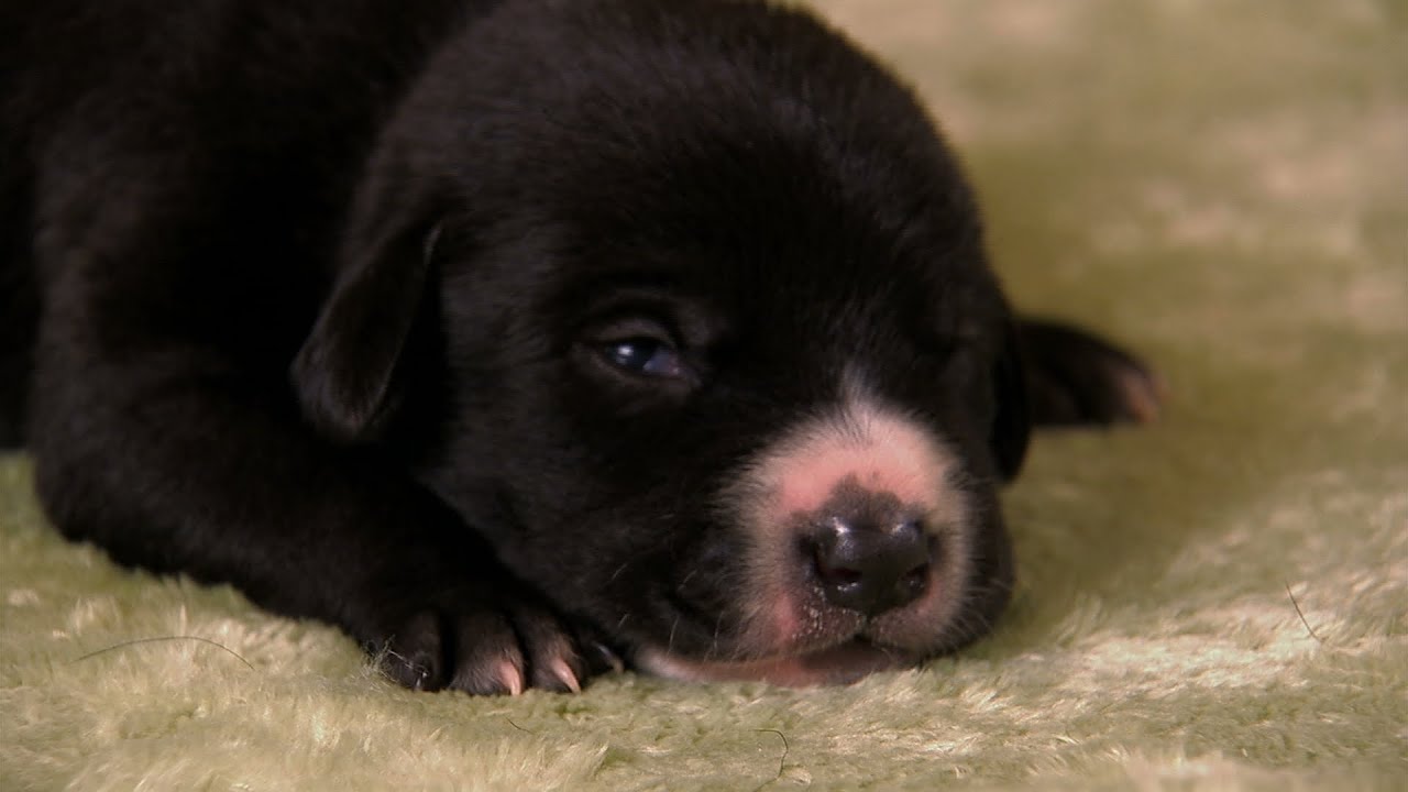 Lab Mix Puppies | Too Cute!