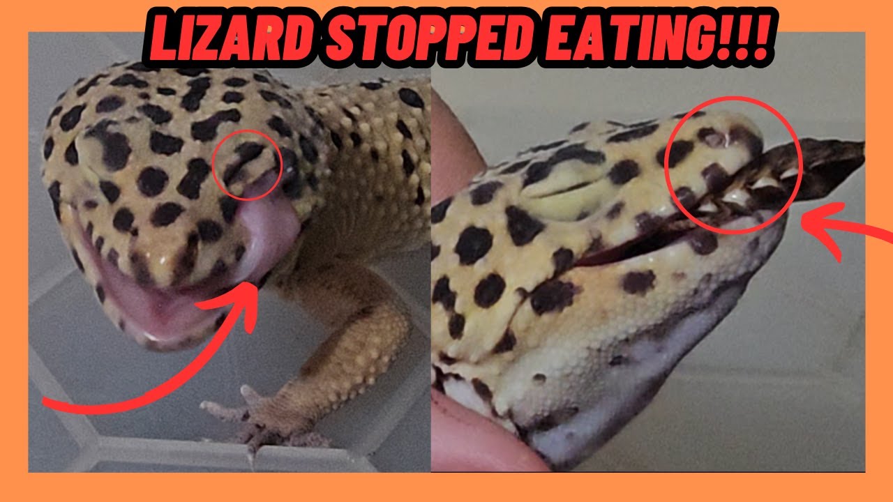 HELPING A LEOPARD GECKO THAT WONT EAT!!!  Assist Feed Lizards!