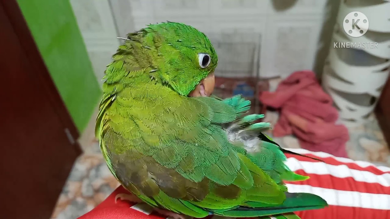 PERICOS PROBLEMA EN PLUMAS TIPS PERIQUITOS VERDES
