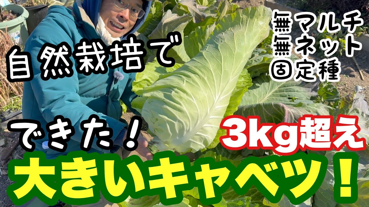自然栽培でキャベツ成功させる３つのポイントについて《無農薬/無化学肥料/家庭菜園/自給農》