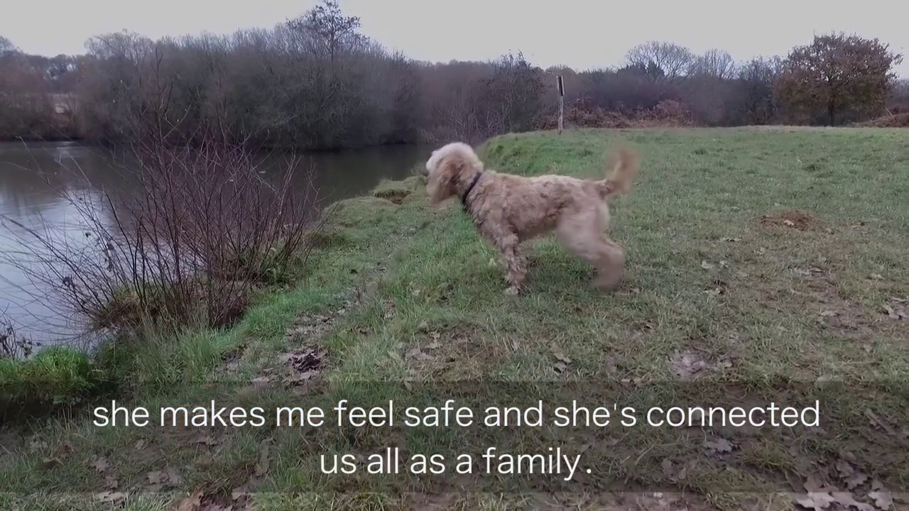 A Hearing Dogumentary- Hearing Dogs for Deaf People