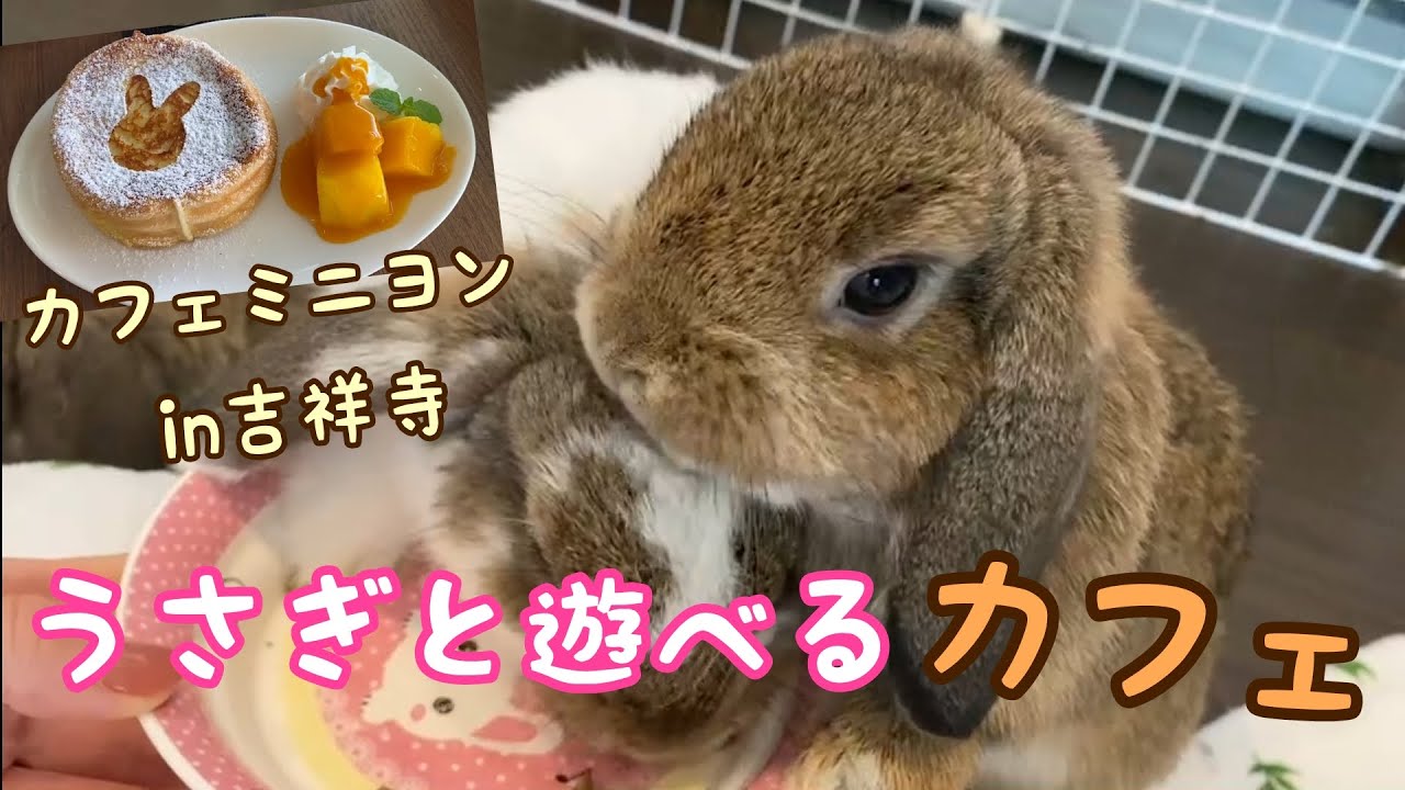 【vlog】sweets/吉祥寺のうさぎカフェで食べれる絶品フレンチトースト！
