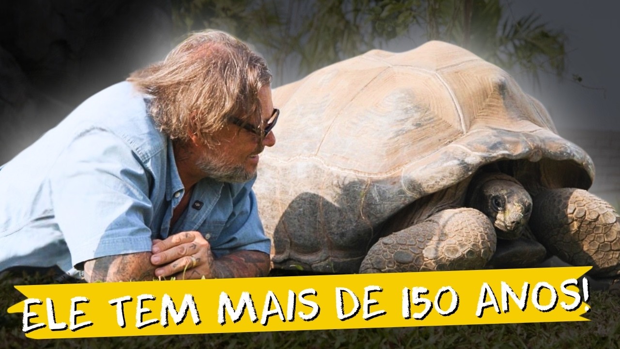 🦜 QUANDO OS GRINGOS FAZEM CERTO O QUE NO BRASIL DEU ERRADO!