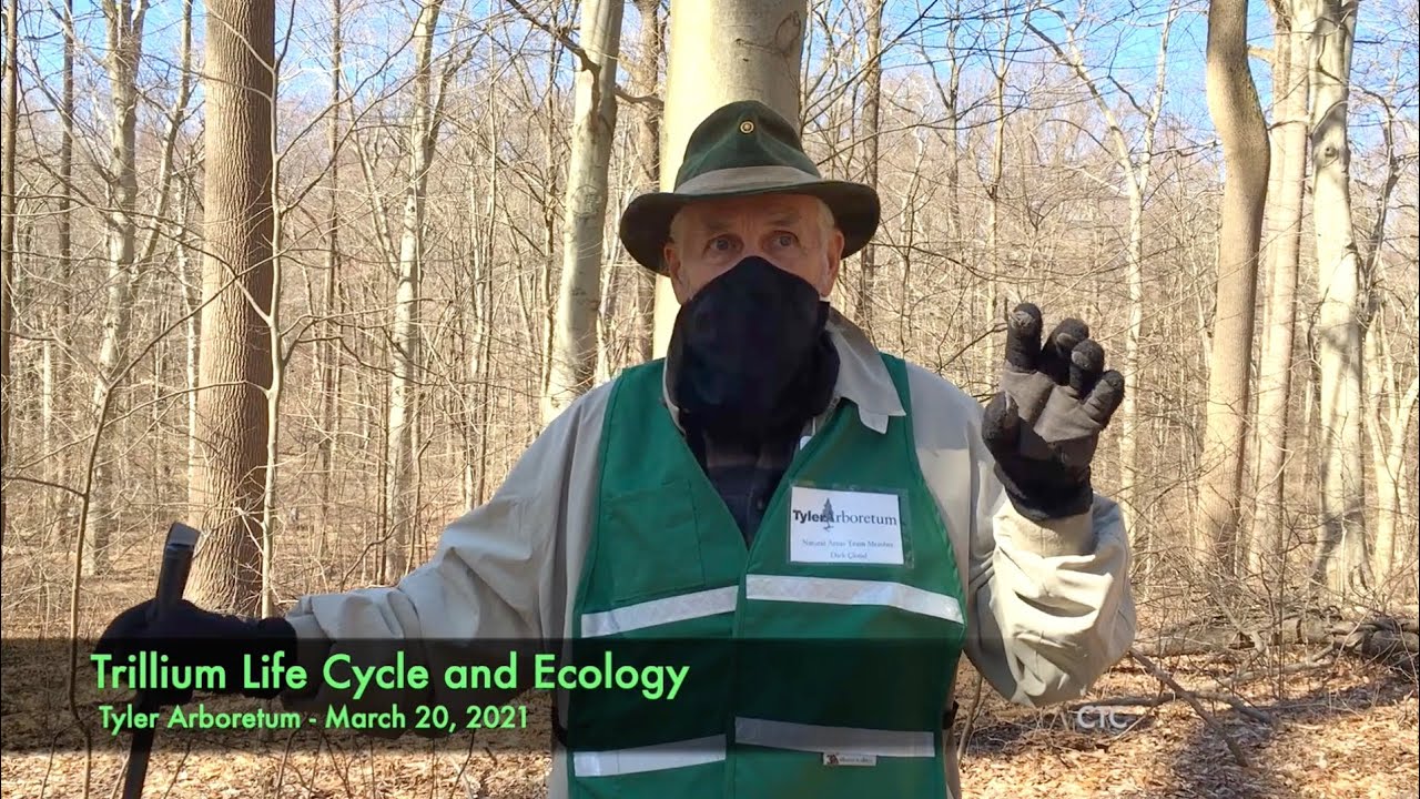 Trillium Life Cycle and Ecology
