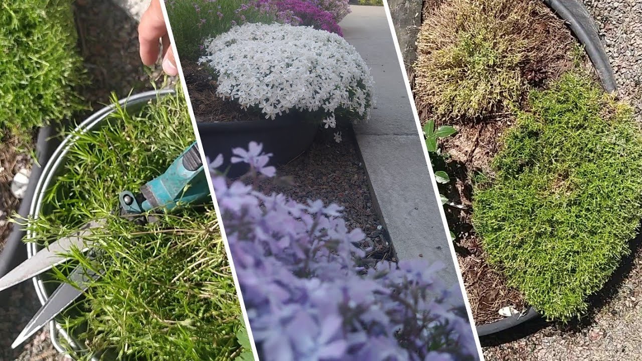 ✂️Формування, обрізка, стрижка||🌸Флокс шилоподібний||💮Обрієта||Арабіс||Після цвітіння✂️