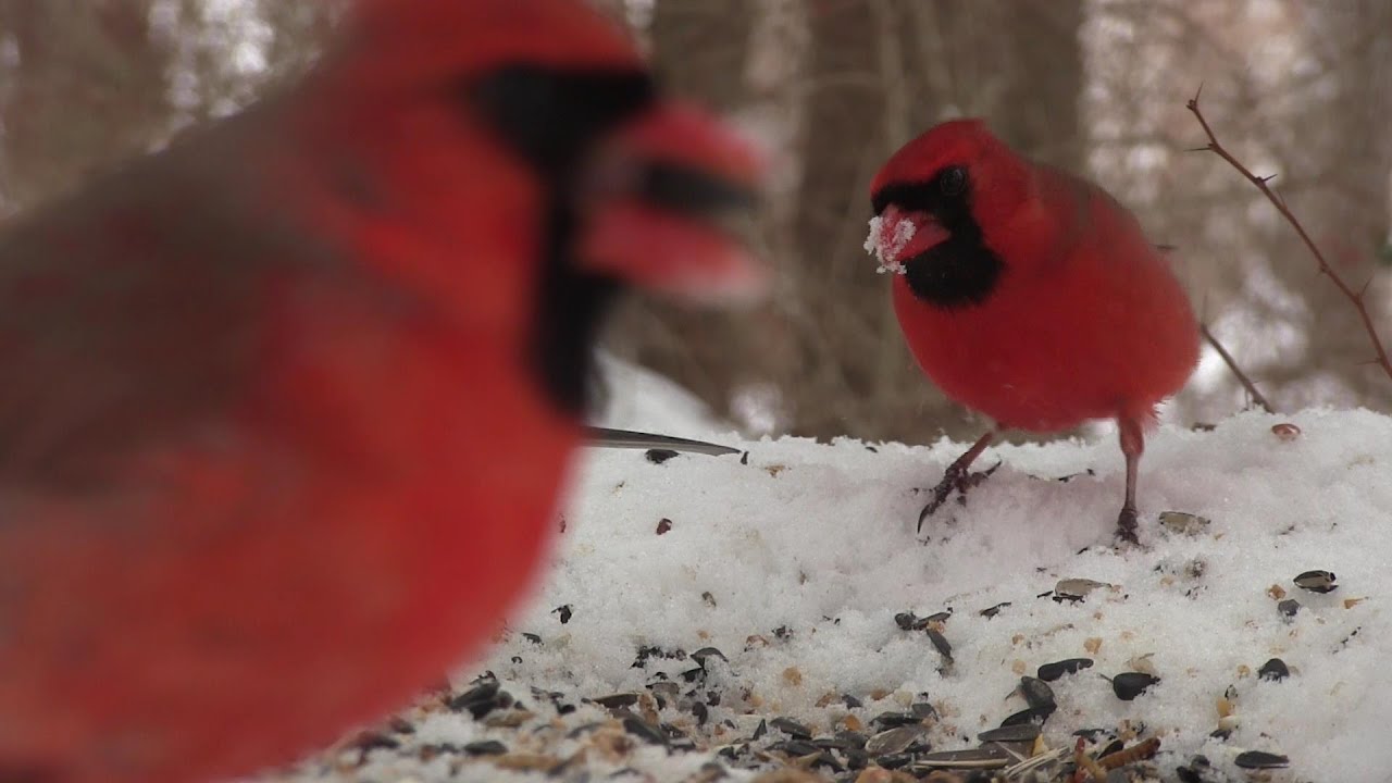 Birds eating on snowy ground 2/16/2015