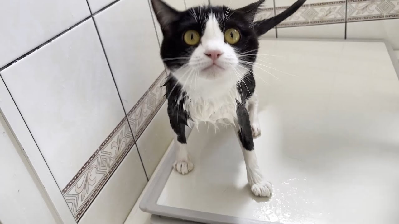 お風呂で鳴き叫ぶ猫が抱っこされると大人しくなる様子に癒される