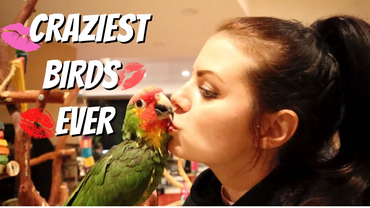 ALL MY PARROTS ARE CRAZY! NIGHTTIME ROUTINE WITH 10 PARROTS (VINNY SUBTITLES)