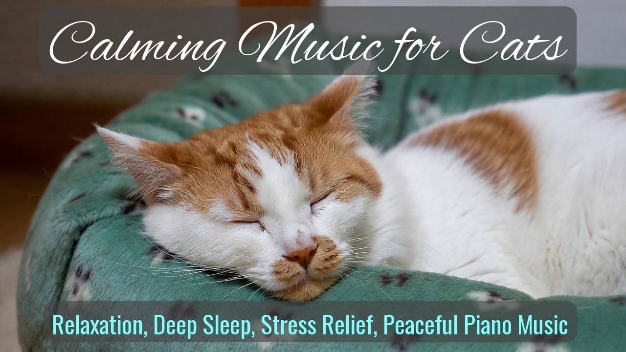 LIVE Cute Sleeping Cat That Helps You Unwind 😌 | Season 55