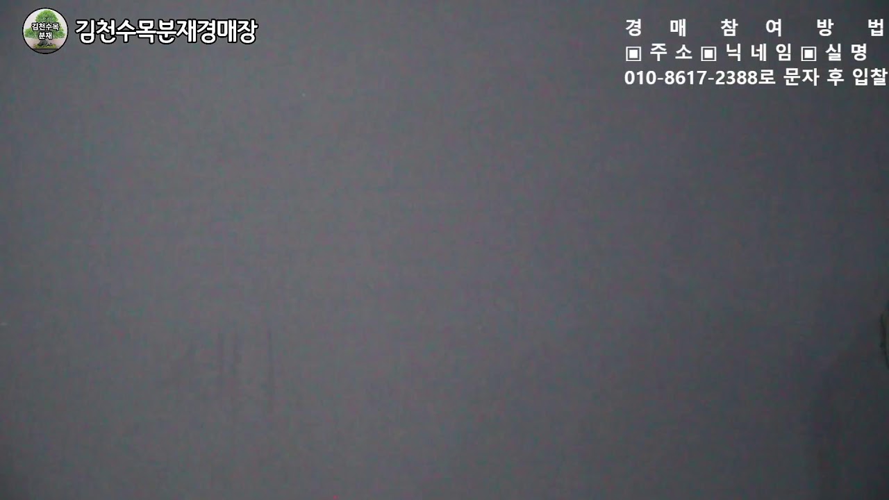 김천수목분재경매원분재경매방송2026.03.15