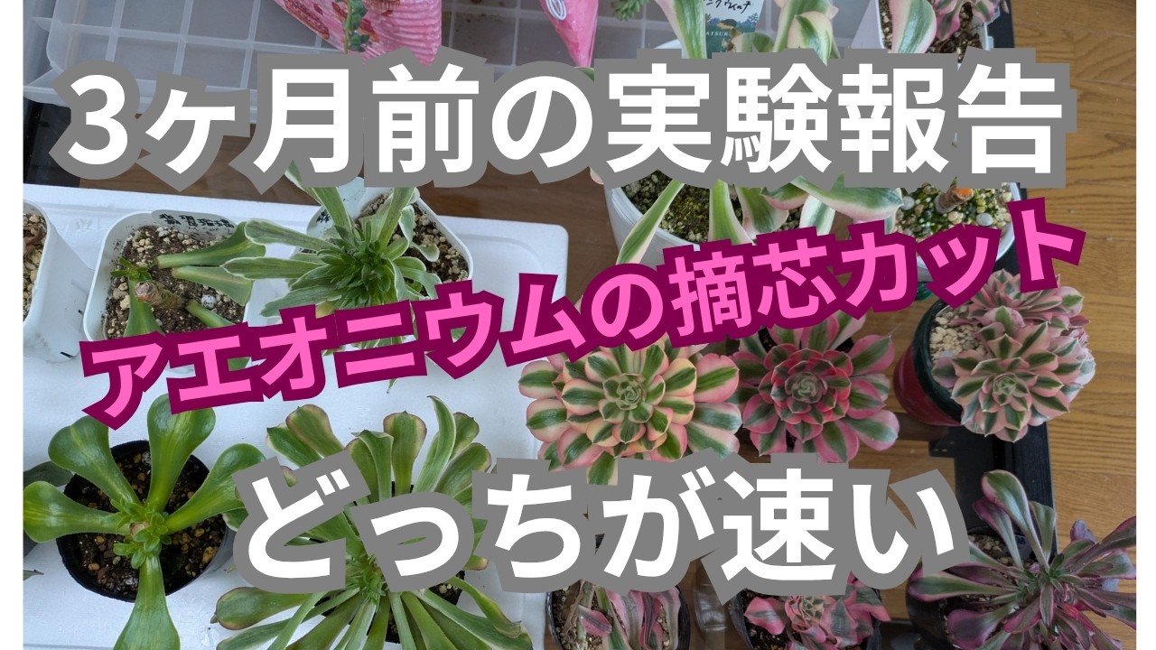 【vlog309多肉植物】2029、3アエオニウム摘芯カット早く発芽するのは？