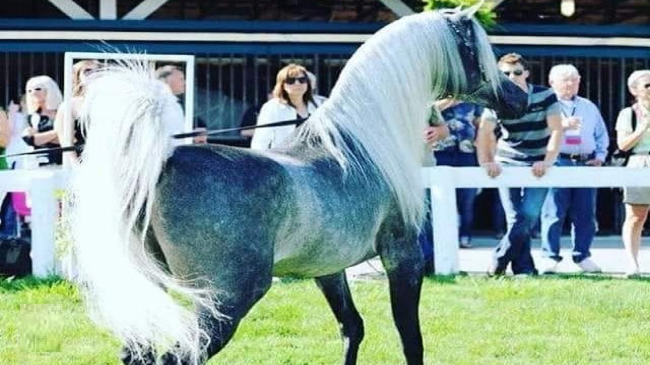 الحصان العربي الأصيل | حلقة الرد على أسئلة المتابعين الخاصة بالخيل العربي الأصيل 11/3/2021