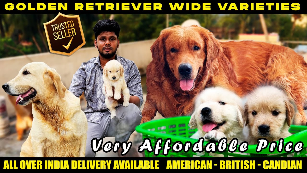 Golden Retriever I கோல்டன் ரெட்ரீவர் I Puppies for sale I Chennai I Trusted Seller